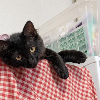 里親さま決まりました✨