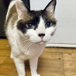 ［代理募集］穏やかなシニア猫シロちゃん♥️