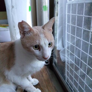 人にも猫にも慣れている　モカくん