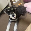 【至急】元気いっぱいなミニシュナの女の子一歳です