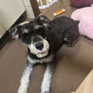 【至急】元気いっぱいなミニシュナの女の子一歳です