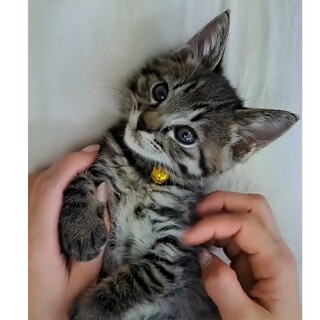 もふもふ子熊ちゃん☆ミルクで育てました