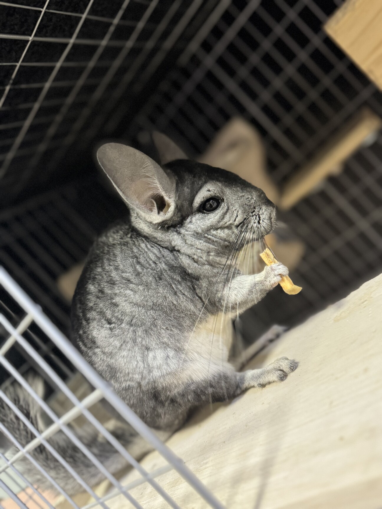 【至急】お目目クリクリで可愛いチンチラの女の子 サムネイル1