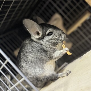 【至急】お目目クリクリで可愛いチンチラの女の子