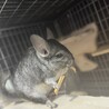 【至急】お目目クリクリで可愛いチンチラの女の子 サムネイル2