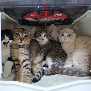 シャムのさんごくん&きじしろのなみくん