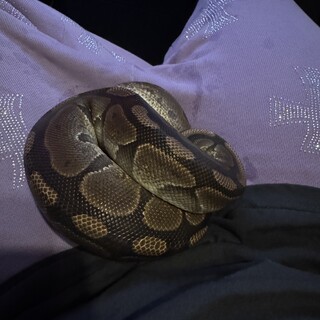 【至急】荒くもなく大人しいボールパイソンの女の子