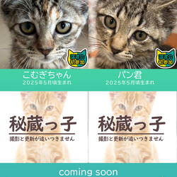 臨時開催!!子猫15匹+成猫5匹の譲渡会★みよし市