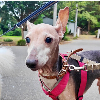 人が大好きイタグレのニース君