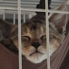 人なれOK　アビシニアン風3カ月仔猫女の子 サムネイル2