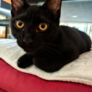 黒豹のようにかっこいい大」東京都 - 猫の里親募集(483124) 5