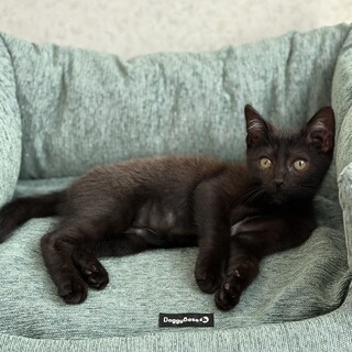 小学生がチカラを合わせて保護した「ゆなくん」