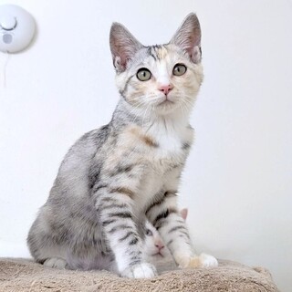 【9/14東日本橋】おしとやか♡はるひちゃん