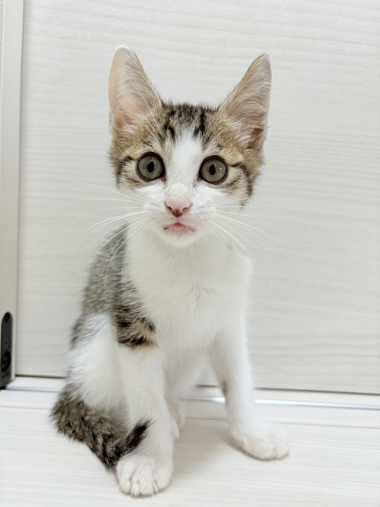 北九州市】キジシロ子猫」福岡県 - 猫の里親募集(521170