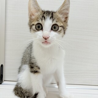 【北九州市】キジシロ子猫の里親さん募集してます