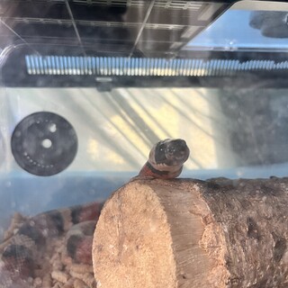 ミルクスネーク