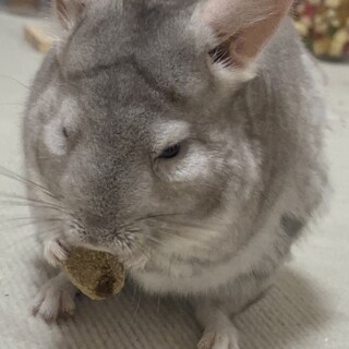 チンチラの女の子を飼ってくださる方を募集しています