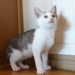 カギしっぽのハンサムボーイ