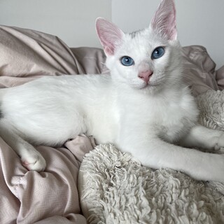 【難聴ハンデ有】真っ白ふわふわな男の子