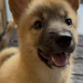 2ヶ月半 ブリちゃん ♀