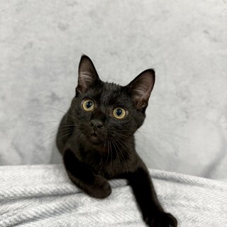 ずーっとゴロゴロ、活発な男の子☆びび君