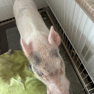 マイクロブタ里親募集中