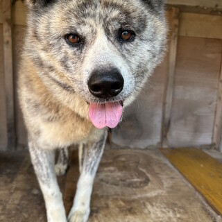 緊急！飼主入院！4歳オス秋田犬の家族を募集 鹿児島