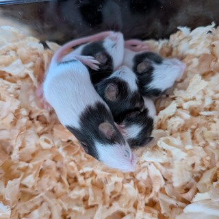 パンダマウス　赤ちゃん