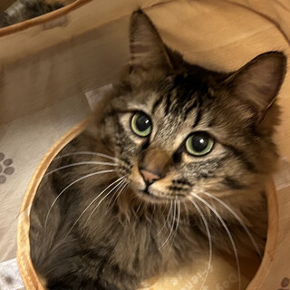 洋猫風☆ふさふさしっぽのとらちよくん