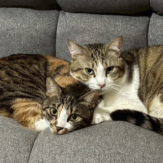 【11/16三田】猫神様に届いた運命の仲良しペア