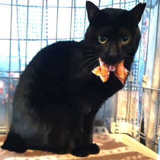 ボブテイルがキュートな鳰乃ちゃん