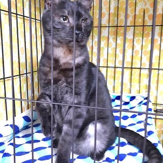 ﾌﾞﾗｯｸｽﾓｰｸ元気まんまんの宇良くん