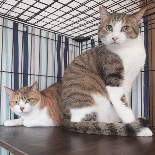 【9/7浜松町】小顔のイケニャン✦猫好きペア