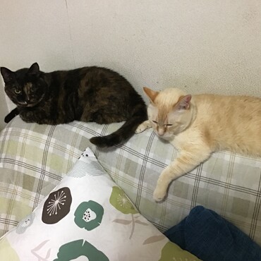 トムキャット＆ミラージュ！元気で良かった