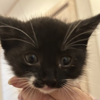 生後一ヶ月程度5匹の仔猫ちゃんの里親募集中です☺️