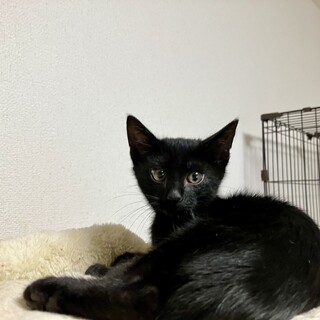 可愛い黒猫ダイチくん