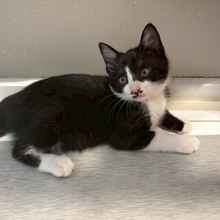 お目目キュルンキュルン♥甘えん坊♡ハッチ