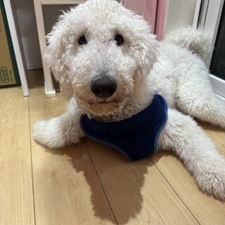 元気すぎるスタンダードプードル1歳の男の子