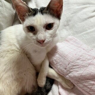 山で死にかけていたのを保護、猫エイズ陽性子猫