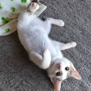 人懐っこい兄弟➁