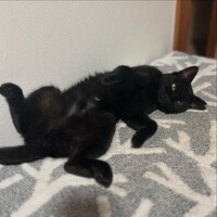 ジジ