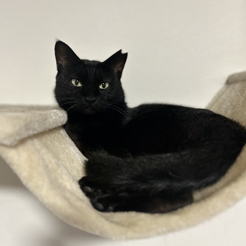 黒猫ページ 黒猫 on X: 