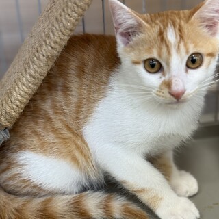 イケメンで甘えん坊のチャシロ君