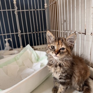 長毛キジトラの女の子 人懐こくて元気いっぱいです