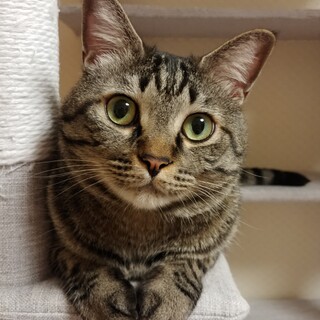 元気いっぱいキジトラの男の子