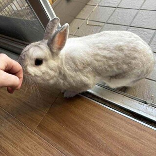 ふわふわまん丸ラビ丸君！