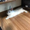 ふわふわまん丸ラビ丸君！ サムネイル2
