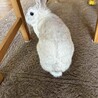 ふわふわまん丸ラビ丸君！ サムネイル3