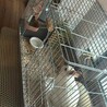 ふわふわまん丸ラビ丸君！ サムネイル4