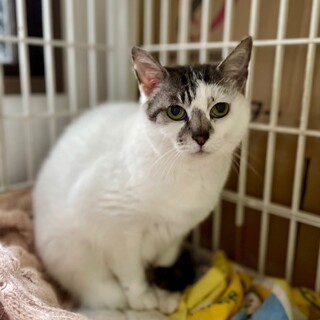 人馴れしてます！おとなしくて控えめの大人猫さん